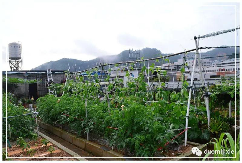 聽說了嗎，多米居然開始搞副業(yè)了？